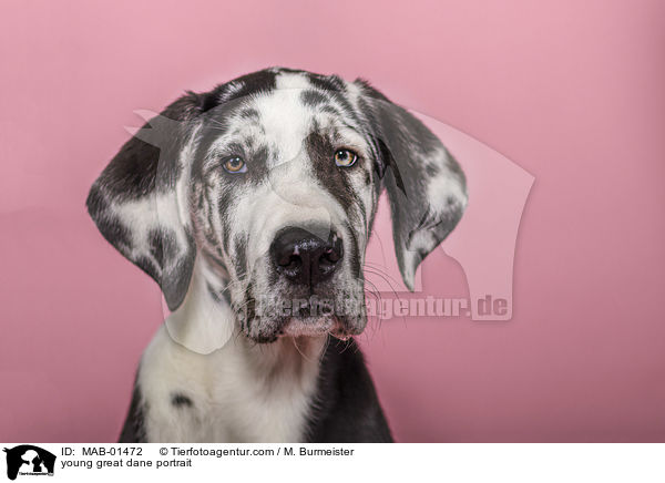 junge Deutsche Dogge Portrait / young great dane portrait / MAB-01472