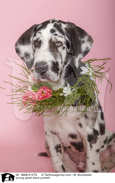 junge Deutsche Dogge Portrait / young great dane portrait / MAB-01479