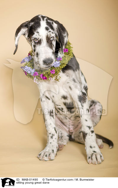 sitzende junge Deutsche Dogge / sitting young great dane / MAB-01490