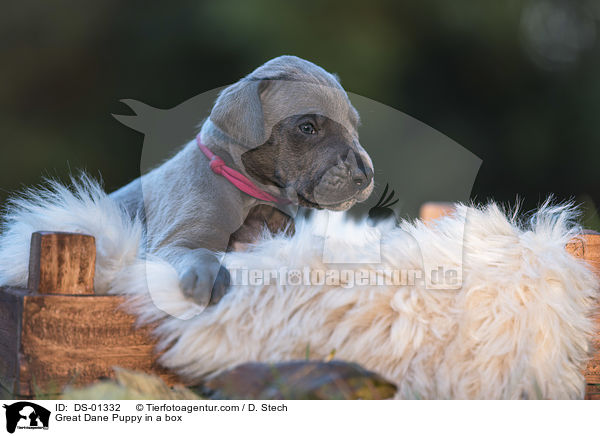 Great Dane Puppy in a box / DS-01332