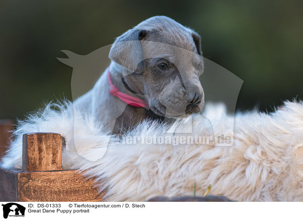 Great Dane Puppy portrait / DS-01333