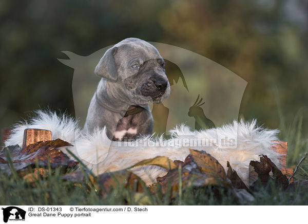 Deutsche Dogge Welpe Portrait / Great Dane Puppy portrait / DS-01343