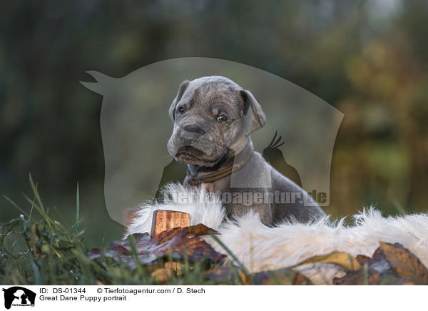 Deutsche Dogge Welpe Portrait / Great Dane Puppy portrait / DS-01344