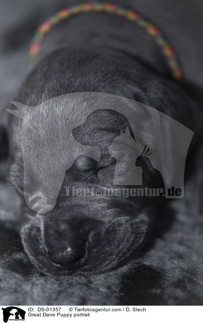 Deutsche Dogge Welpe Portrait / Great Dane Puppy portrait / DS-01357