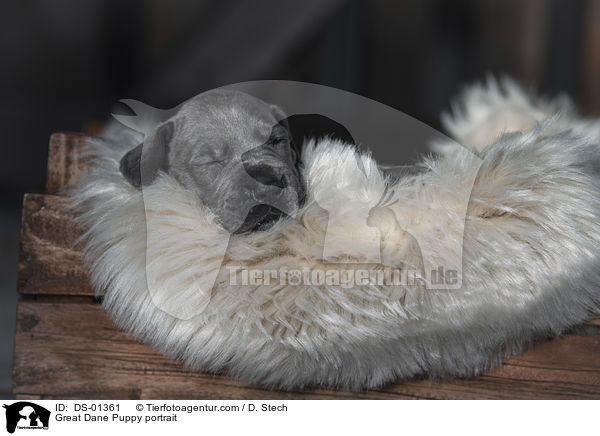 Deutsche Dogge Welpe Portrait / Great Dane Puppy portrait / DS-01361