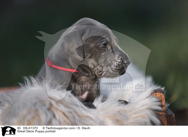 Deutsche Dogge Welpe Portrait / Great Dane Puppy portrait / DS-01370