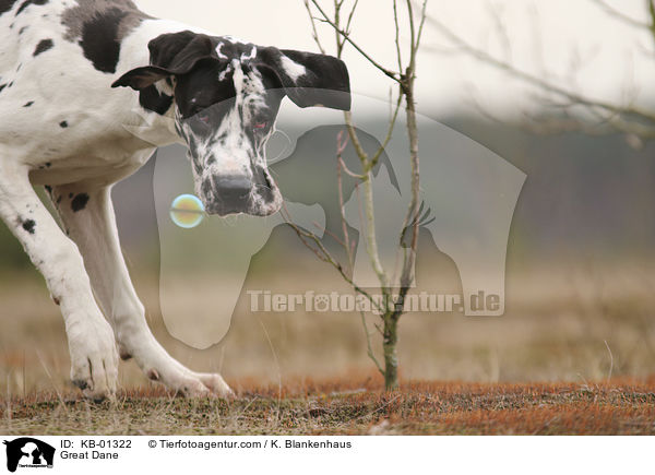 Deutsche Dogge / Great Dane / KB-01322