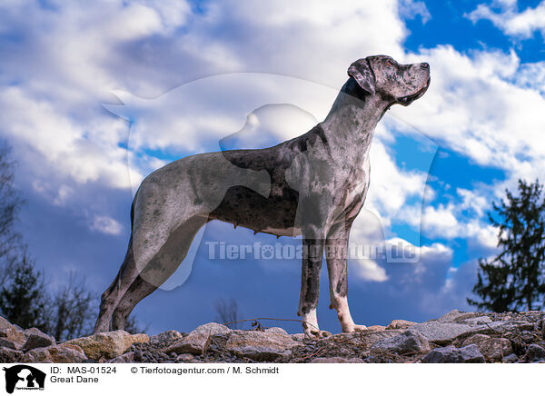 Deutsche Dogge / Great Dane / MAS-01524