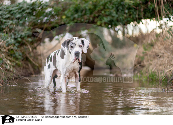 badende Deutsche Dogge / bathing Great Dane / MAS-01530