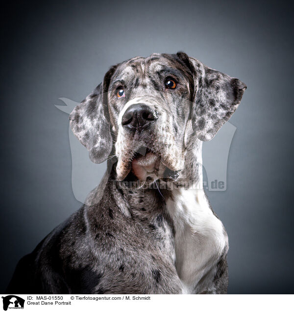 Deutsche Dogge Portrait / Great Dane Portrait / MAS-01550