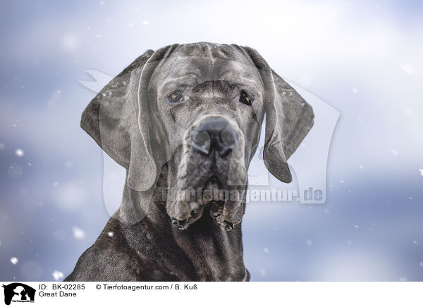 Deutsche Dogge / Great Dane / BK-02285
