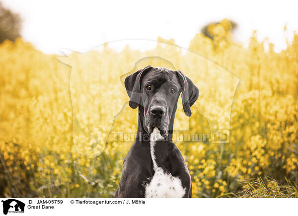 Deutsche Dogge / Great Dane / JAM-05759