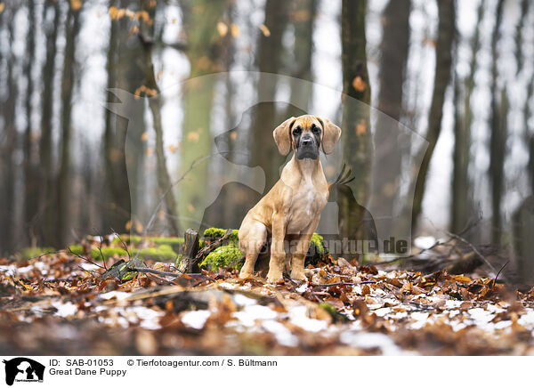 Deutsche Dogge Welpe / Great Dane Puppy / SAB-01053