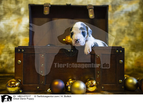 Deutsche Dogge Welpe / Great Dane Puppy / HBO-07017