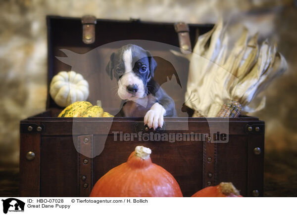 Deutsche Dogge Welpe / Great Dane Puppy / HBO-07028