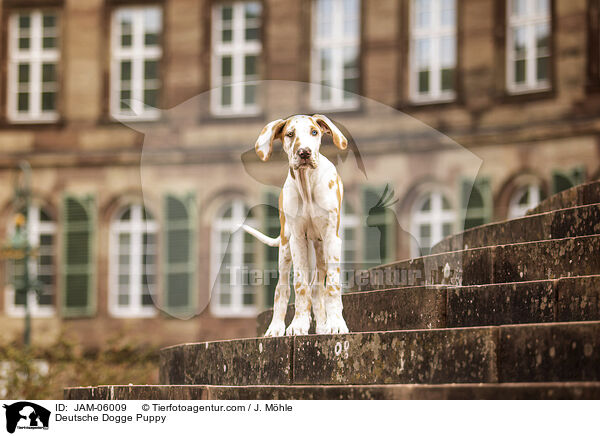 Deutsche Dogge Welpe / Deutsche Dogge Puppy / JAM-06009