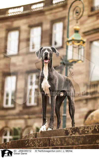 Deutsche Dogge / Great Dane / JAM-06012