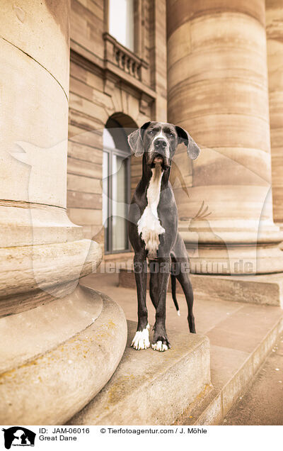 Deutsche Dogge / Great Dane / JAM-06016