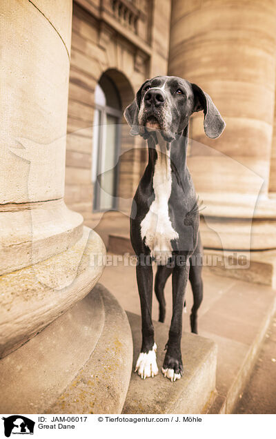 Deutsche Dogge / Great Dane / JAM-06017