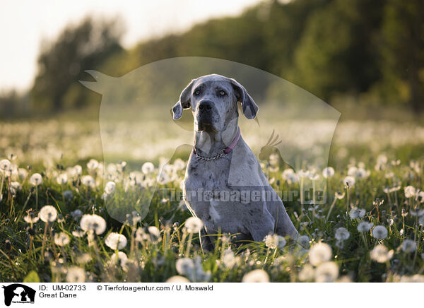 Deutsche Dogge / Great Dane / UM-02733