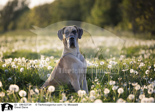 Deutsche Dogge / Great Dane / UM-02734