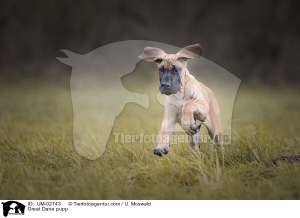 Deutsche Dogge Welpe / Great Dane pupp / UM-02743