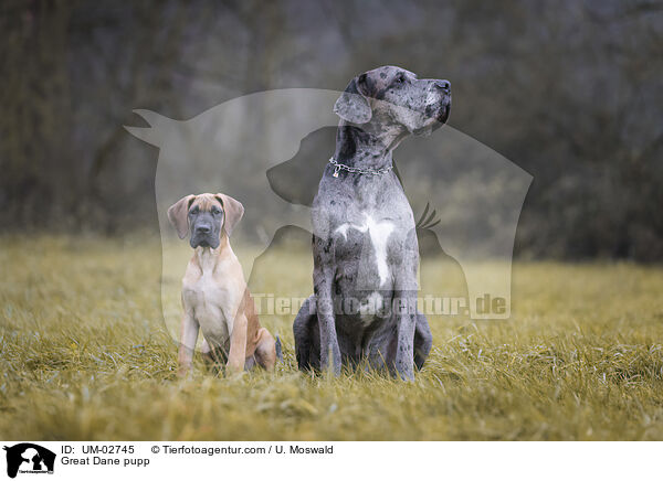 Deutsche Dogge Welpe / Great Dane pupp / UM-02745