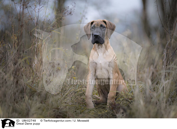 Deutsche Dogge Welpe / Great Dane pupp / UM-02748