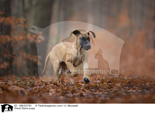 Deutsche Dogge Welpe / Great Dane pupp / UM-02750