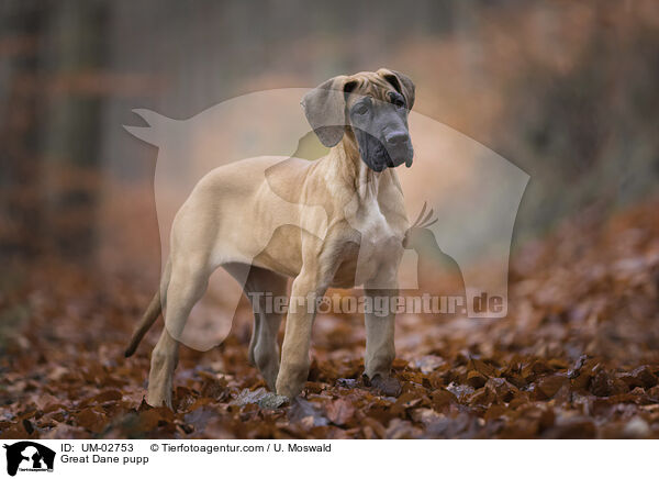 Deutsche Dogge Welpe / Great Dane pupp / UM-02753