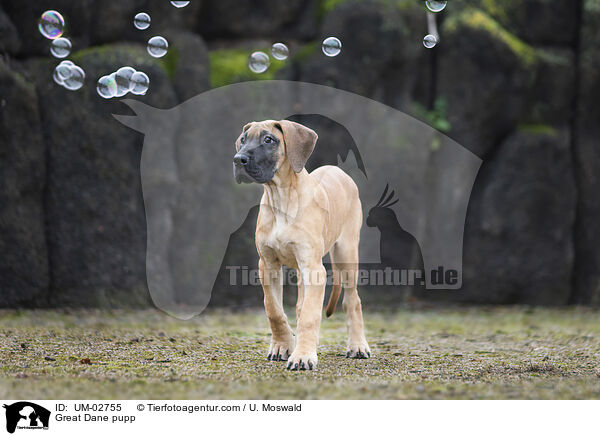 Deutsche Dogge Welpe / Great Dane pupp / UM-02755