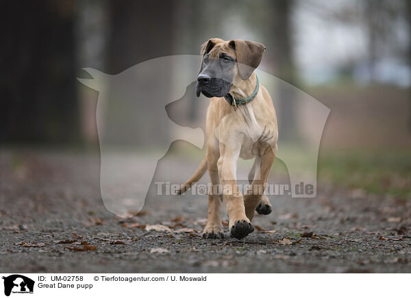 Deutsche Dogge Welpe / Great Dane pupp / UM-02758