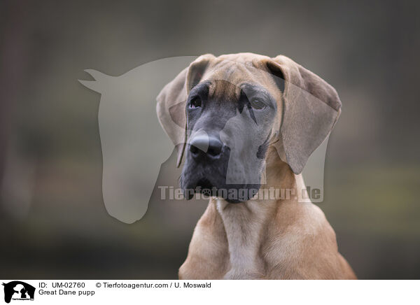 Deutsche Dogge Welpe / Great Dane pupp / UM-02760