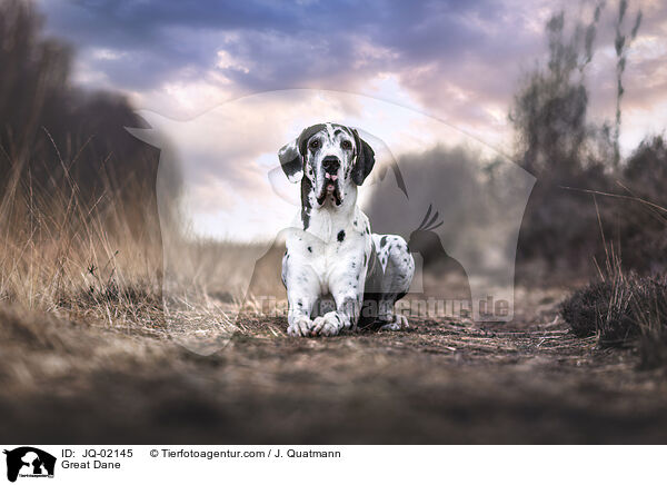 Deutsche Dogge / Great Dane / JQ-02145