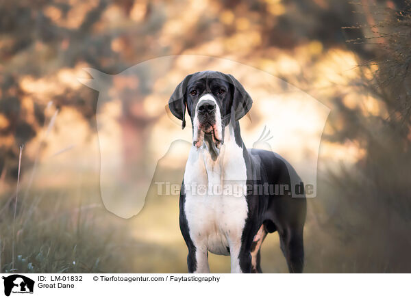 Deutsche Dogge / Great Dane / LM-01832