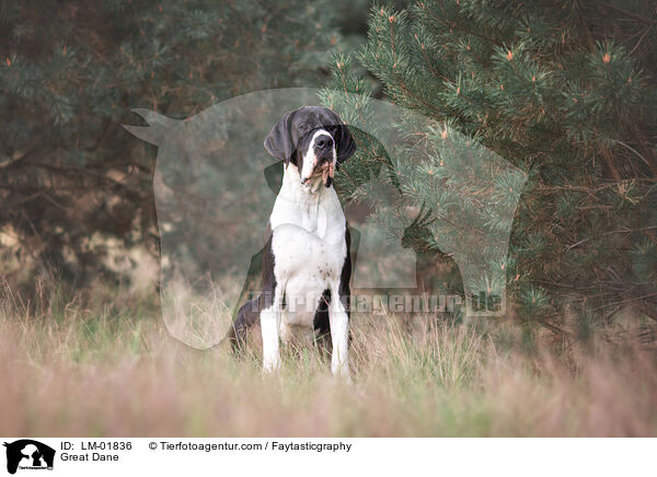 Deutsche Dogge / Great Dane / LM-01836