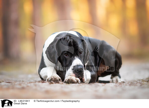 Deutsche Dogge / Great Dane / LM-01841