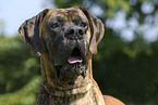 Great Dane