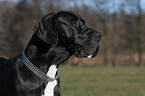 Great Dane Portrait