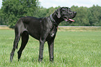 great dane