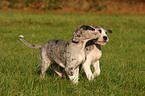 great dane puppies