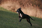 running Great Dane