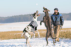 playing Great Danes