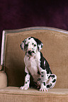 Great Dane Puppy