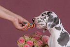 Great Dane Puppies