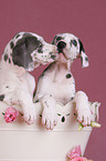 Great Dane Puppies