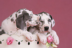 Great Dane Puppies