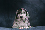 Great Dane Puppy