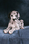 Great Dane Puppy