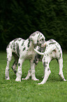 great dane puppies